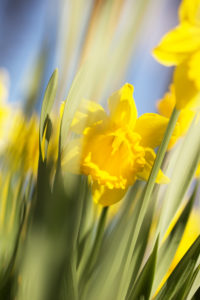 Yellow Narcissus, Springtime, Garden, Finland Yellow Narcissus, Springtime, Garden, Finland